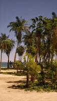 Sandy Beach With Palm Trees and Ocean video