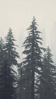 Carpatian mountains fog and mist at the pine forest video