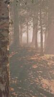 A forest filled with lots of trees covered in fog video