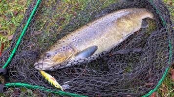 Fish salmon in the net, angling, spinning, catch and release, water animals and wildlife background photo