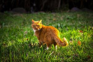 a yellow cat is walking on the grass photo