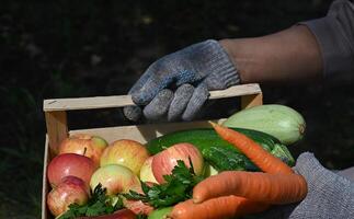 A wooden crate filled with a variety of fresh produce, including zucchini, carrots, apples, cucumbers, tomatoes, and parsley. The crate is held by a person wearing a gray shirt and gloves. photo