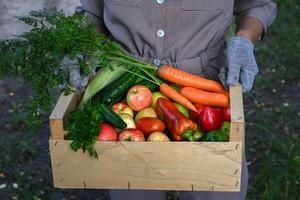 BA farmer's harvest of fresh vegetables and fruits, showcasing the bounty of the season. The crate overflows with vibrant colors and textures. photo