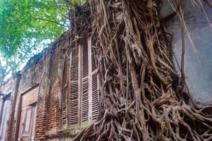 An old, abandoned building with large tree roots growing over its walls and windows, creating a unique and captivating scene of nature reclaiming urban structures photo