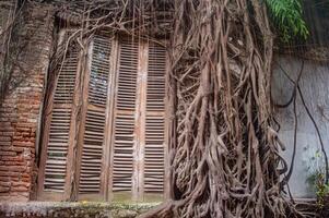 An old wooden window with shutters is overtaken by thick, sprawling tree roots, creating a striking blend of nature and decay photo