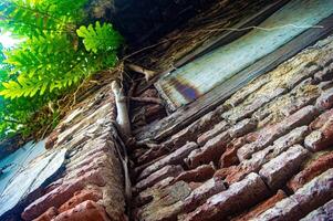 A close up view of an old brick wall with creeping vines and lush green leaves, showcasing the contrast between nature and urban decay photo