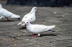 White doves walking on a paved surface, with one in the foreground and two in the background. The doves have red beaks and feet, creating a striking contrast against their white feathers photo