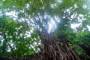 A majestic tree with lush green leaves and sunlight filtering through the branches, creating a serene and vibrant natural scene photo