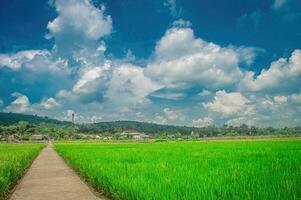 Concrete path through lush green rice fields under a blue sky with fluffy clouds, leading to a village surrounded by hills photo