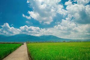 Scenic rural landscape with a concrete path through lush green rice fields under a vibrant blue sky with fluffy clouds and distant mountains. Perfect for nature, travel, and agricultural themes photo