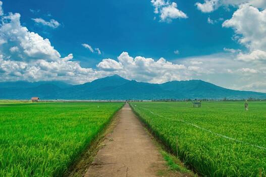 A scenic view of a lush green rice field with a concrete path leading towards distant mountains under a bright blue sky with fluffy clouds. Perfect for nature, agriculture, and travel themes photo