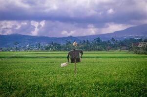 A scarecrow stands in a lush green rice field with a backdrop of mountains and cloudy skies, creating a serene agricultural scene. Perfect for themes related to farming, nature, and rural landscapes photo