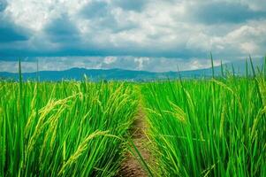 Scenic view of a lush green rice field with a clear path leading through it, set against a backdrop of mountains and a cloudy sky. Perfect for agricultural and nature themed projects photo