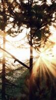 Sunlight Filtering Through Tree Branches video