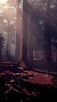 A dense and majestic forest with towering trees reaching towards the sky video
