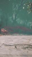 hermoso camino arbolado en el túnel de los árboles video