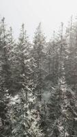 en snöig vinter- skog med en tät klunga av träd video