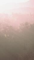 nebbia in una foresta a vista aerea video