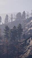 Forest of green pine trees on mountainside video