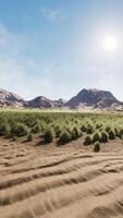 Flat desert with bush and grass video