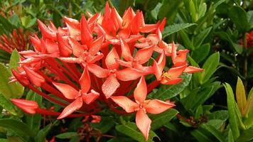 Natural Chinese ixora flower Photo, Red Flower With Dew View photo