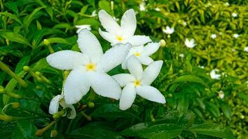 White bunch of natural flowers Or Crepe Jasmine Tree .Tabernaemontana divaricata. Apocynaeceae family photo