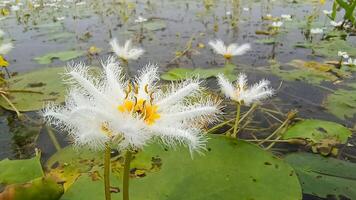 Water Snowflake Photography, Floating Heart, Nymphoides indica photo
