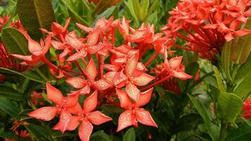 Beautiful Chinese ixora flower Photo, Red Flower With Dew View photo