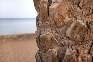 detail of the trunk of a palm tree against the background of the Red Sea in Egypt. photo