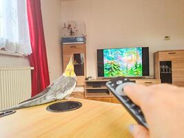 Prague- Czech- 21 November 2024. woman watching Smart TV and using remote control with pet cockatiel bird photo