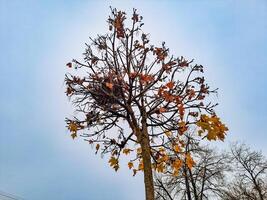 Abandoned bird nest on a tree in autumn, abandoned for the winter photo