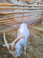 portrait of a single white young goat standing in a stall and looking into frame photo