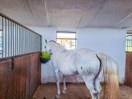a white horse eats grain after training in a stable. Czech photo