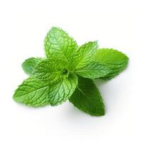 Mint leaves. Fresh perfect mint on white background. photo