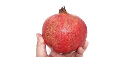 Fresh Pomegranate fruit or buah delima isolated on white background photo