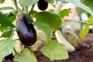 lush plantation, rows of vibrant aubergine eggplants stand tall, a testament to the advancements in sustainable farming practices photo