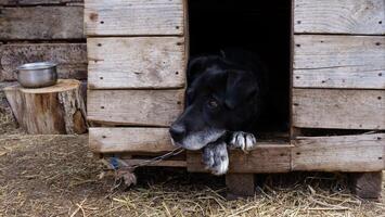 lonely dog sits in a street kennel, chained and looking wistful, longing for companionship and a better life beyond its confines photo
