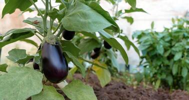 Neatly organized in an agricultural setting, the lush aubergine plants showcase the efficiency of modern farming techniques photo