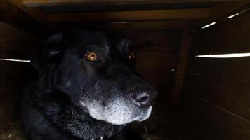 scared dog cowering in its kennel, nervous at the sight of humans, reflecting a need for reassurance and a sense of security photo