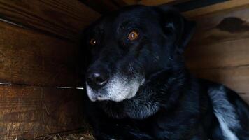 frightened dog hides in its kennel, seeking shelter from the sight of people, showing a desire for safety and comfort in its environment photo