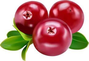 Cranberry with leaves isolated on white background with full depth of field vector