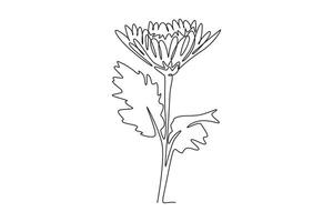Continuous one line drawing of beauty fresh chrysanthemum for garden logo. Printable decorative chrysanth flower concept for greeting card ornament. Single line draw design graphic illustration vector