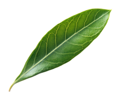 Olive tree leaf isolated on transparent background png
