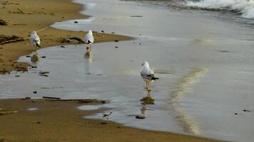A serene coastal scene of seagulls strolling along a sandy beach near rolling waves, with soft reflections on the wet sand and a peaceful marine atmosphere video
