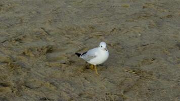 A close-up view of a seagull strolling along a sandy beach, surrounded by scattered sticks and natural textures, capturing the peaceful essence of coastal wildlife video