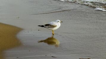 A close-up view of a seagull standing on wet sand, its reflection visible in the water, as gentle waves roll onto the beach, creating a tranquil coastal scene video