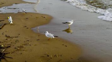 A serene coastal scene of seagulls strolling along a sandy beach near rolling waves, with soft reflections on the wet sand and a peaceful marine atmosphere video