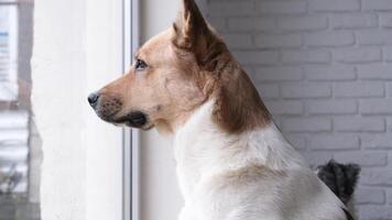 cute mixed breed laika dog looking out the window at home video