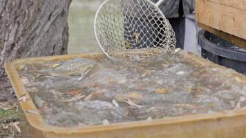 Fishermen sorting fish using landing net video