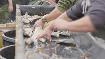 Fishermen sorting freshly caught fish on sorting table video